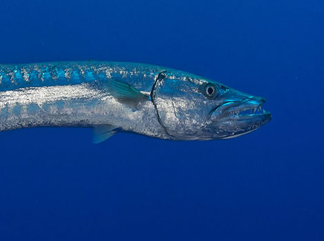 barracuda fish and predatory features