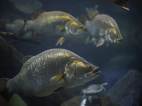 barramundi fish and estuarine habitat