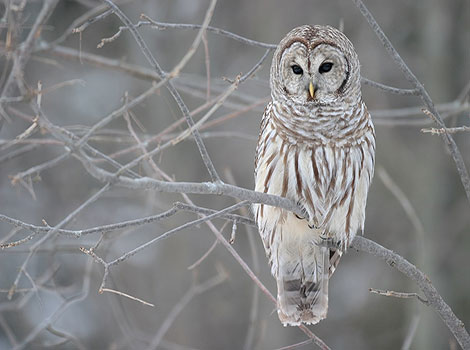 barred owl in forest and brown streaked plumage