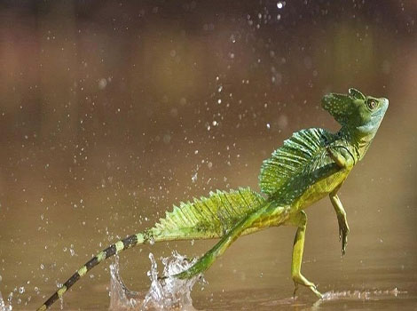 basilisk lizard and water-running ability