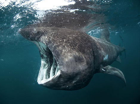 basking shark and plankton feeding behavior