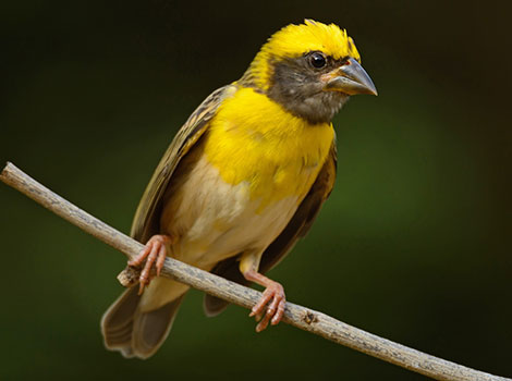 baya weaver bird nest building