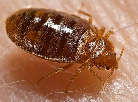 bed bug and parasitic insect close-up