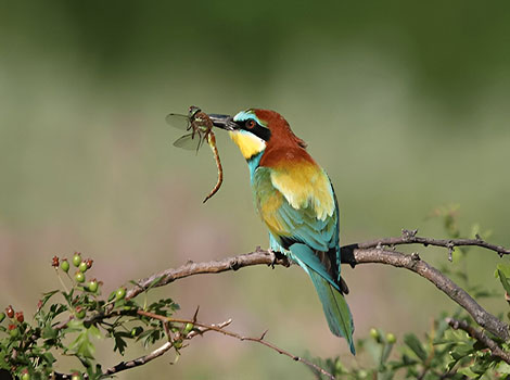 bee eater bird catching bee and colorful plumage