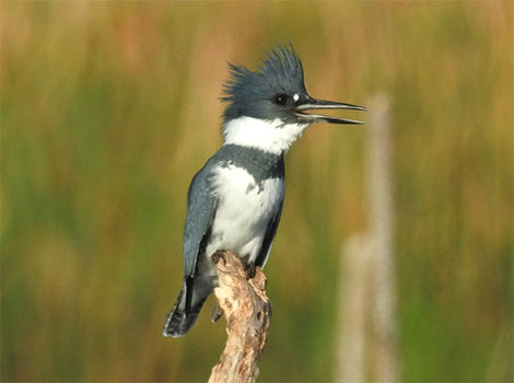 belted kingfisher diving and blue-white plumage