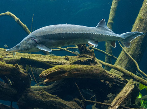 beluga sturgeon and Caspian Sea habitat