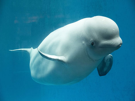 beluga whale and Arctic habitat
