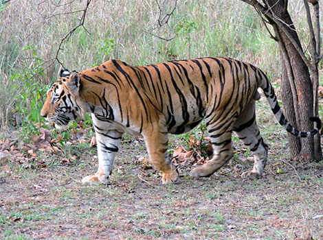 bengal tiger hunting and camouflage