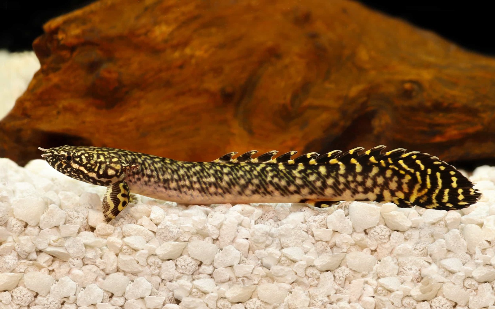 bichir fish and African freshwater habitat
