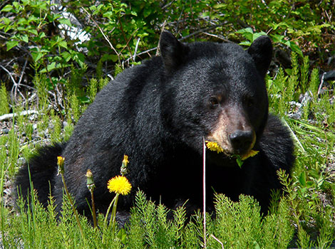 black bear behavior