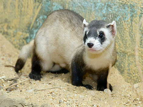 black-footed ferret