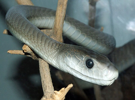 black mamba snake and defensive posture