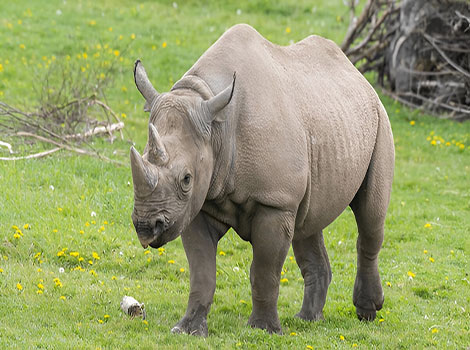 black rhino savannah