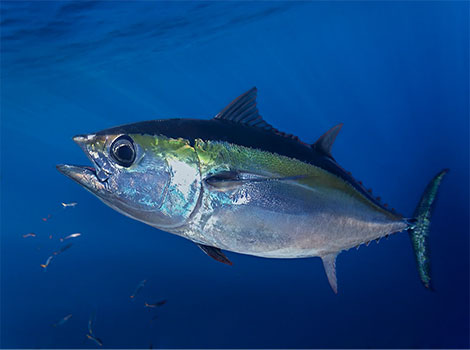 blackfin tuna and pelagic ocean habitat
