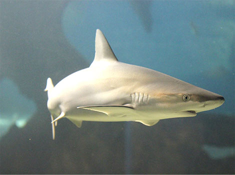 blacknose shark and Atlantic coastal waters
