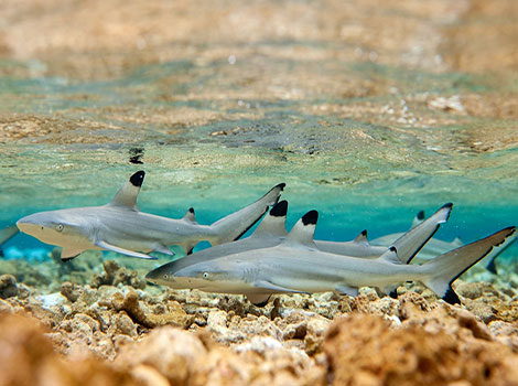 blacktip reef shark and shallow coral habitat