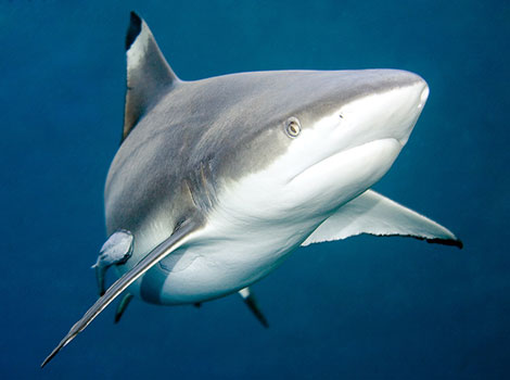 blacktip shark and coastal marine ecosystem