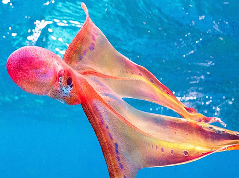 blanket octopus and deep-sea adaptation
