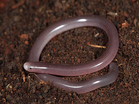 blind snake and burrowing behavior in tropical habitat