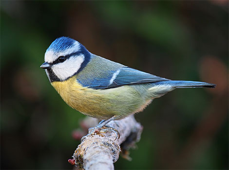 blue jay perched with blue feathers