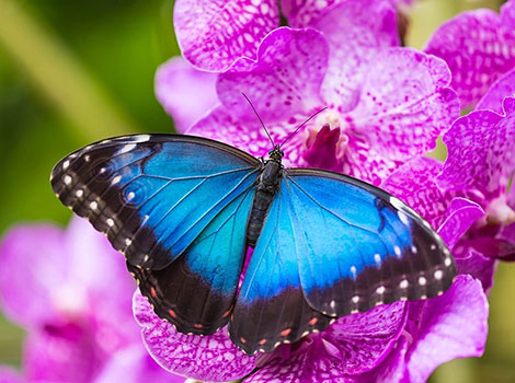 blue morpho butterfly and rainforest habitat