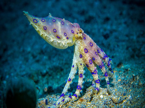 blue-ringed octopus and toxic marine predator