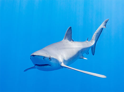 blue shark and deep ocean habitat
