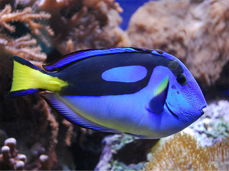blue tang fish and coral reef ecosystem