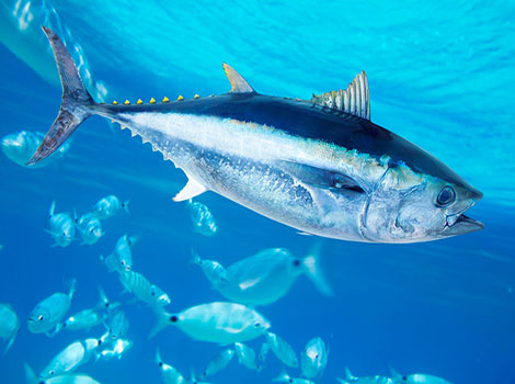 bluefin tuna and pelagic habitat