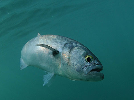 bluefish and marine ecosystem