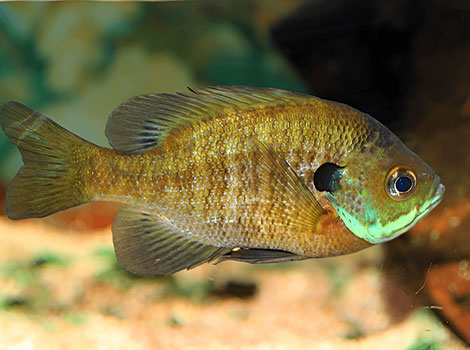 bluegill fish and freshwater ecosystem