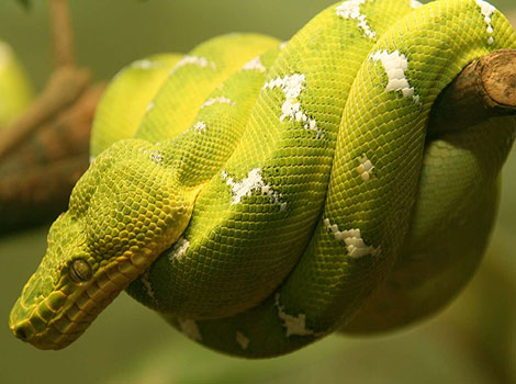 boa constrictor snake and hunting behavior