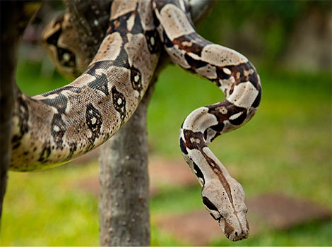 boa constrictor hunting