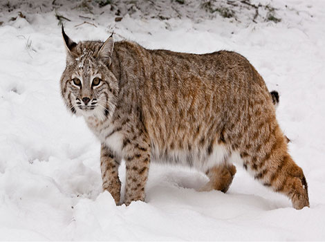 bobcat hunting behavior and habitat