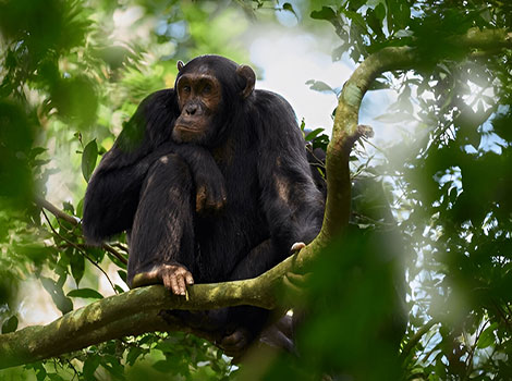 bonobo social structure and communication