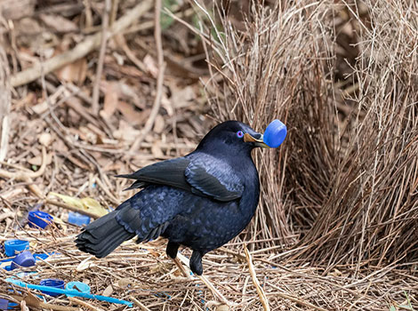 bowerbird nest building and decorative display