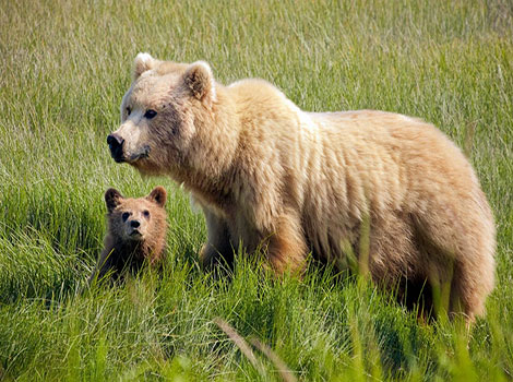 brown bear habitat and omnivorous diet