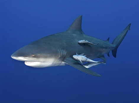 bull shark and freshwater habitat