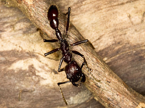 bullet ant and venomous sting close-up