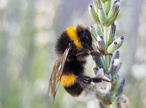 bumblebee and pollination process