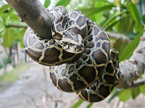 burmese python coiling prey