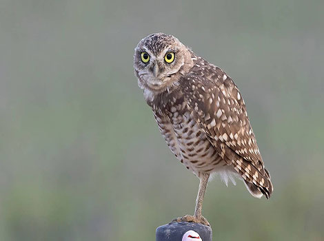 burrowing owl burrow with bright yellow eyes