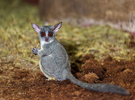 bush baby and arboreal locomotion