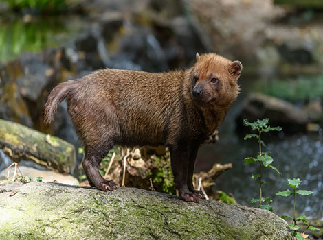 bush dog hunting behavior and social structure