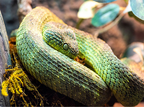 bush viper snake and natural camouflage
