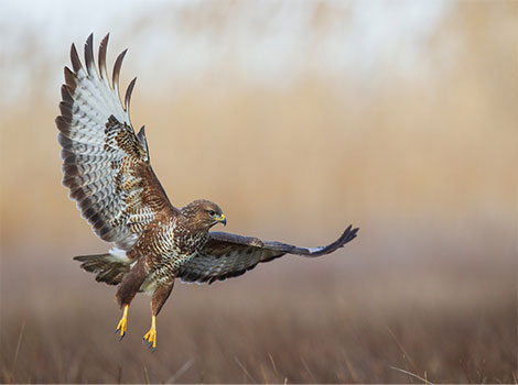 buzzard bird soaring in sky