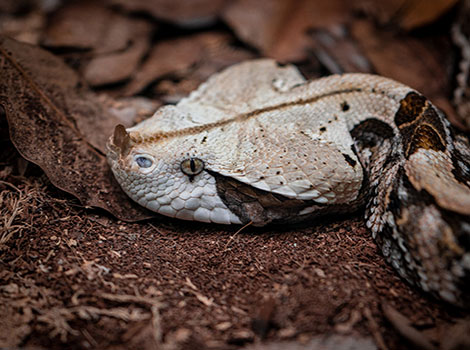 Gaboon viper camouflage and leaf litter blending