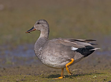 Gadwall duck and freshwater habitat