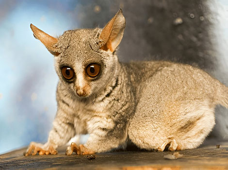 A nocturnal galago (Galago spp.) with large, round eyes adapted for excellent night vision.
