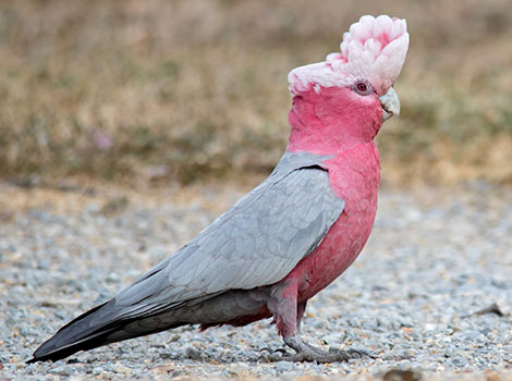 Galah pink cockatoo and social flock behavior